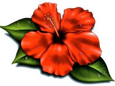 hibiscus_flower_Hawaiian_Clip_Art_.jpg